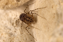 La Scytie ou l'Araigne cracheuse. Une femelle (Araneae - Scytodidae - Scytodes thoracica)